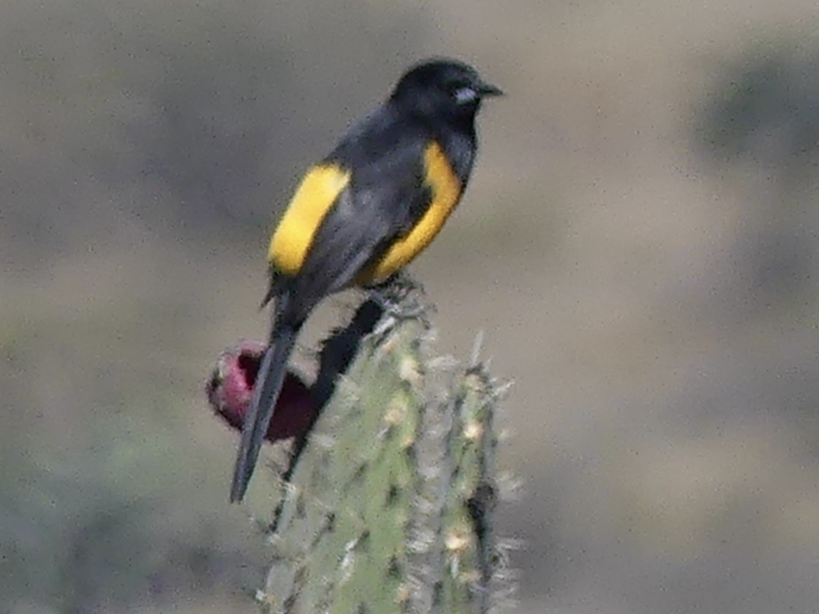 Black-vented Oriole - ML644679527
