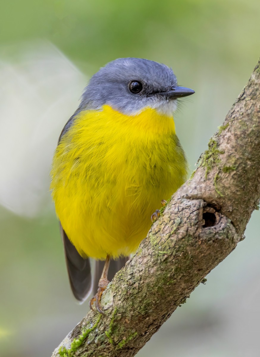 Жёлтая дриада - ML644679530