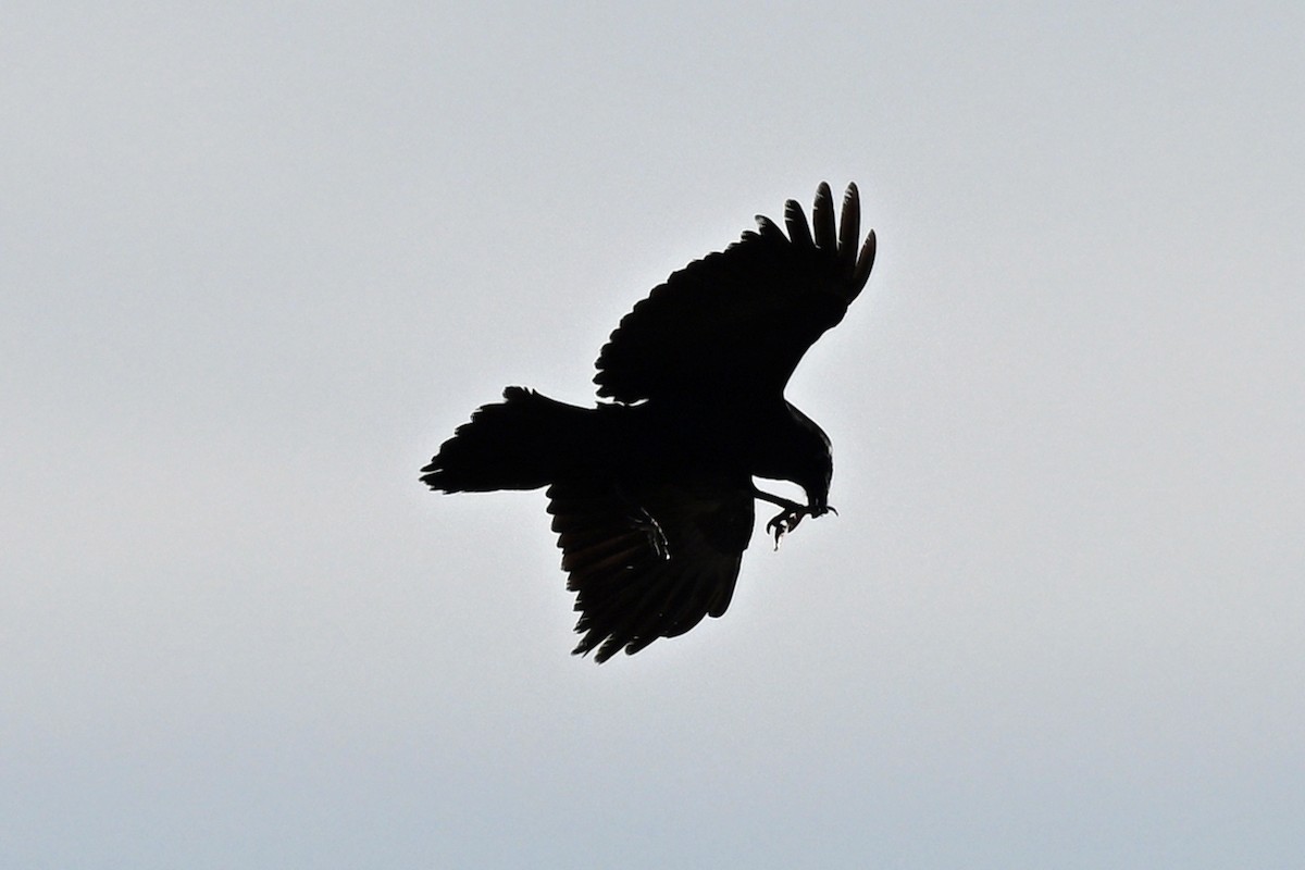 Common Raven - ML644679531