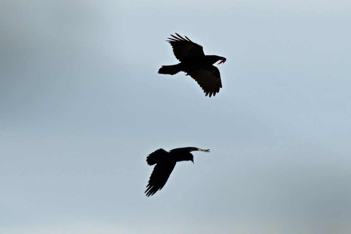 Common Raven - ML644679534