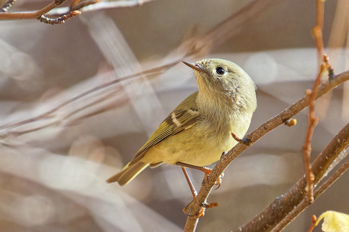 Rubingoldhähnchen - ML644679535