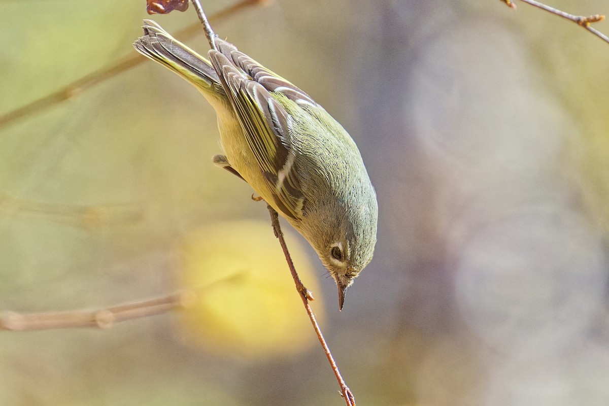 Rubingoldhähnchen - ML644679536