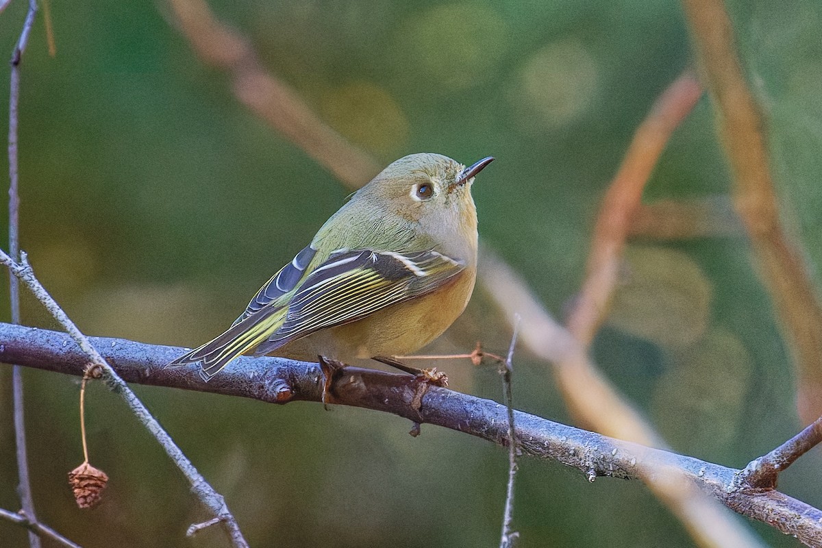 Rubingoldhähnchen - ML644679537