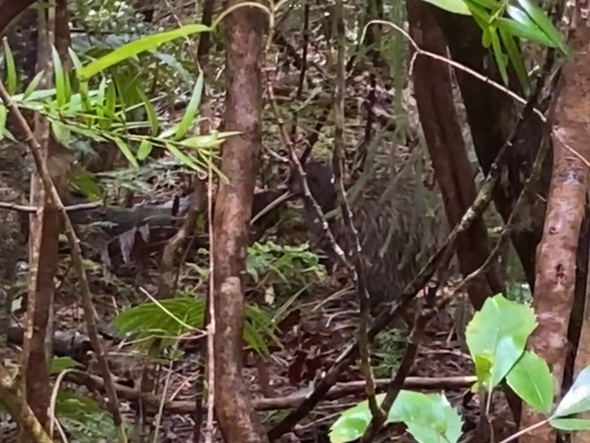 Southern Brown Kiwi - ML644679545