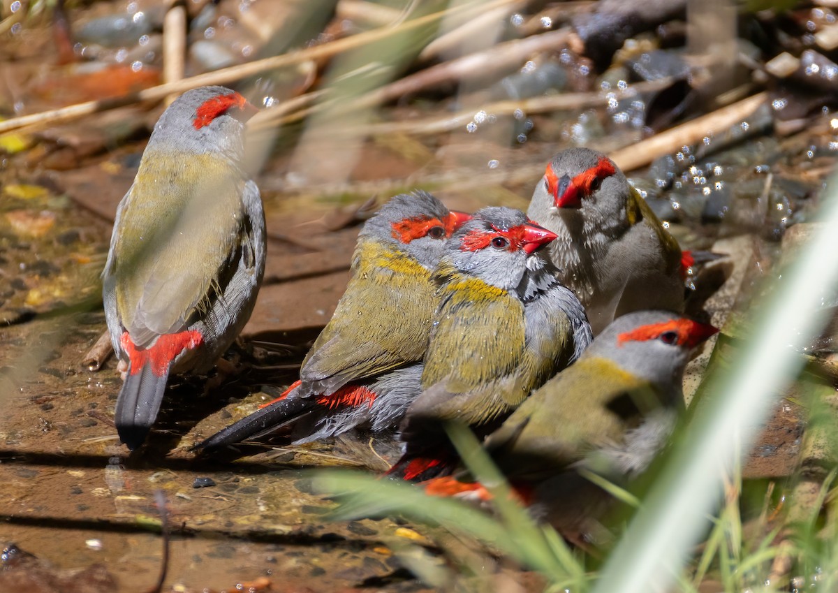 Red-browed Firetail - ML644679548