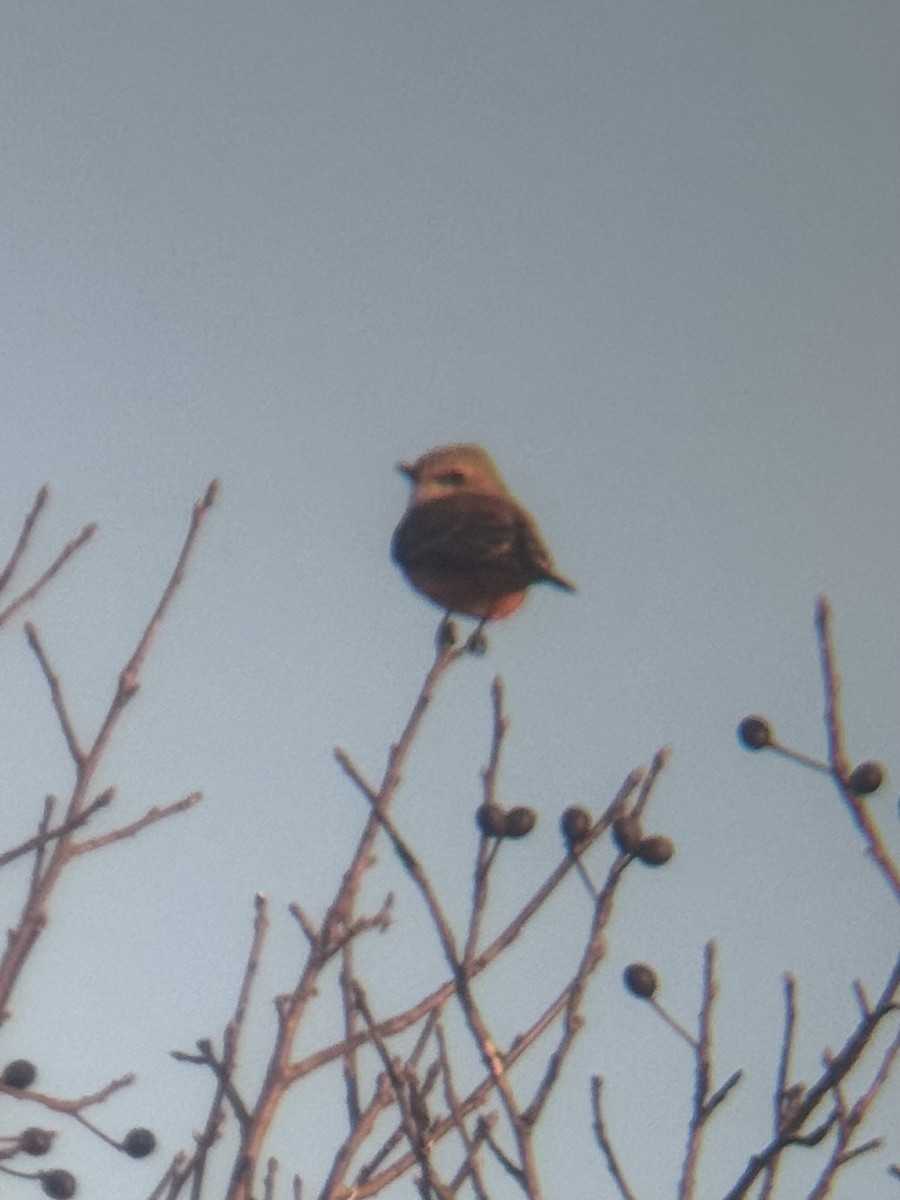 Moucherolle vermillon - ML644679549