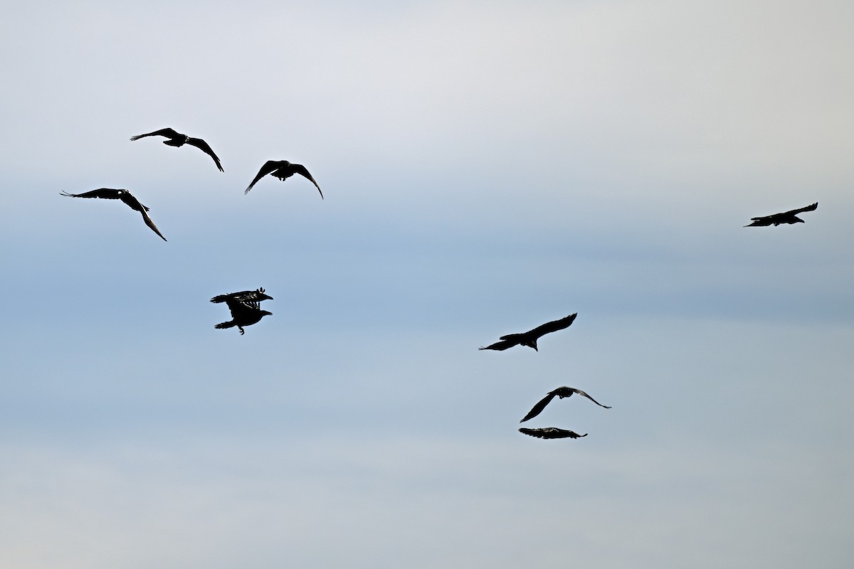 Common Raven - ML644679566