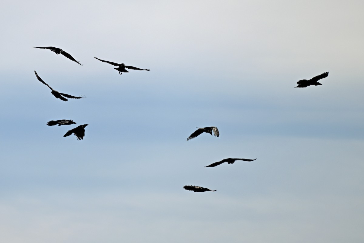 Common Raven - ML644679567