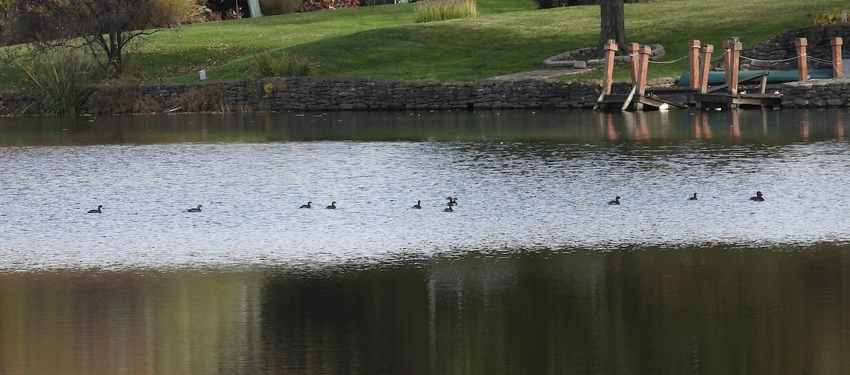 Пірникоза рябодзьоба - ML644679570