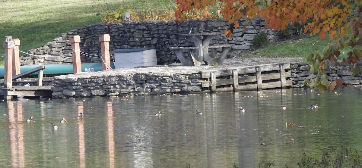 Пірникоза рябодзьоба - ML644679571