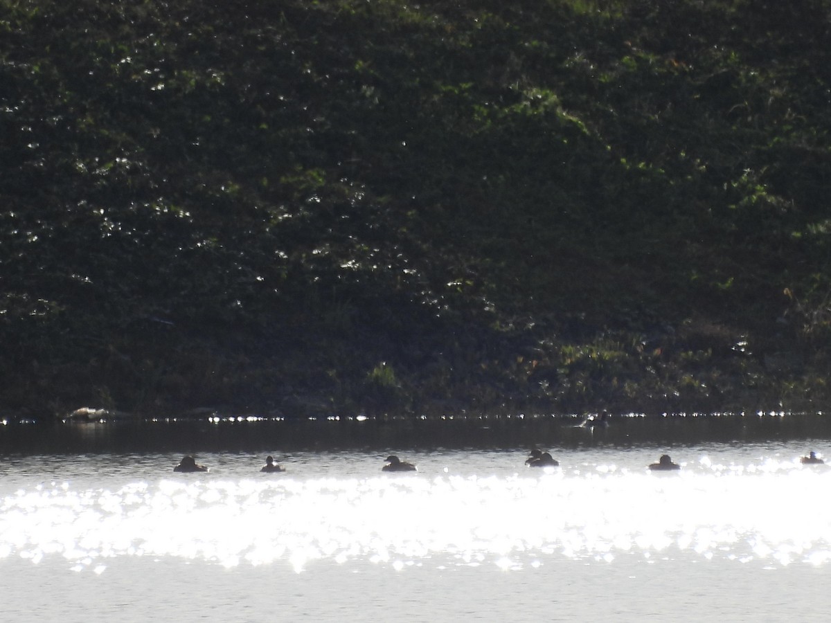 Пірникоза рябодзьоба - ML644679572