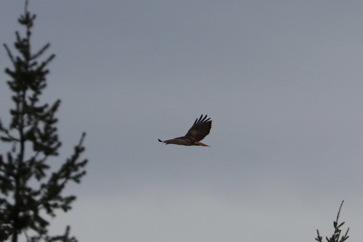 Zapelatz buztangorria - ML644679576