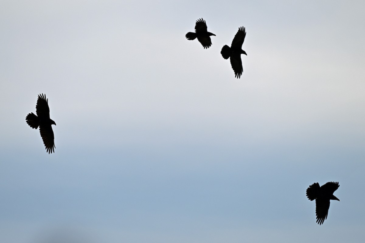 Common Raven - ML644679581