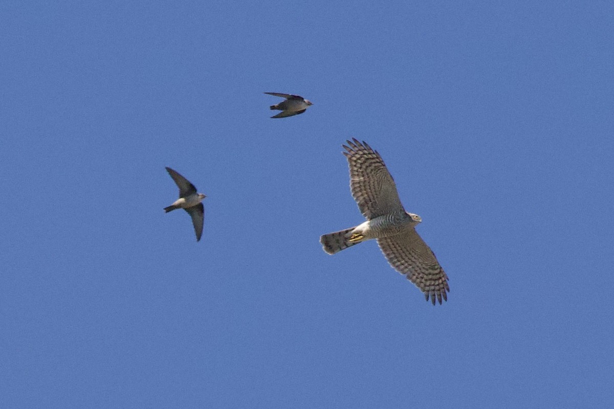 Eurasian Sparrowhawk - ML644679583
