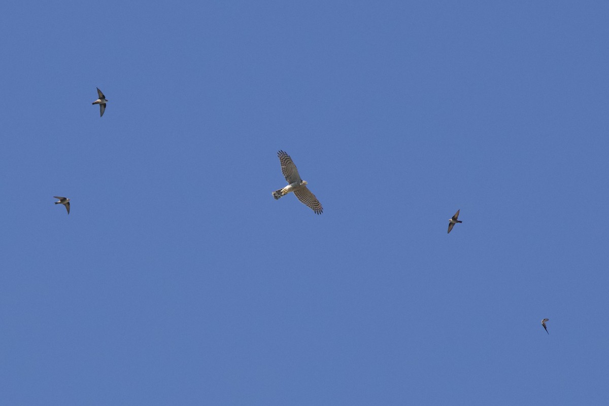 Eurasian Sparrowhawk - ML644679584