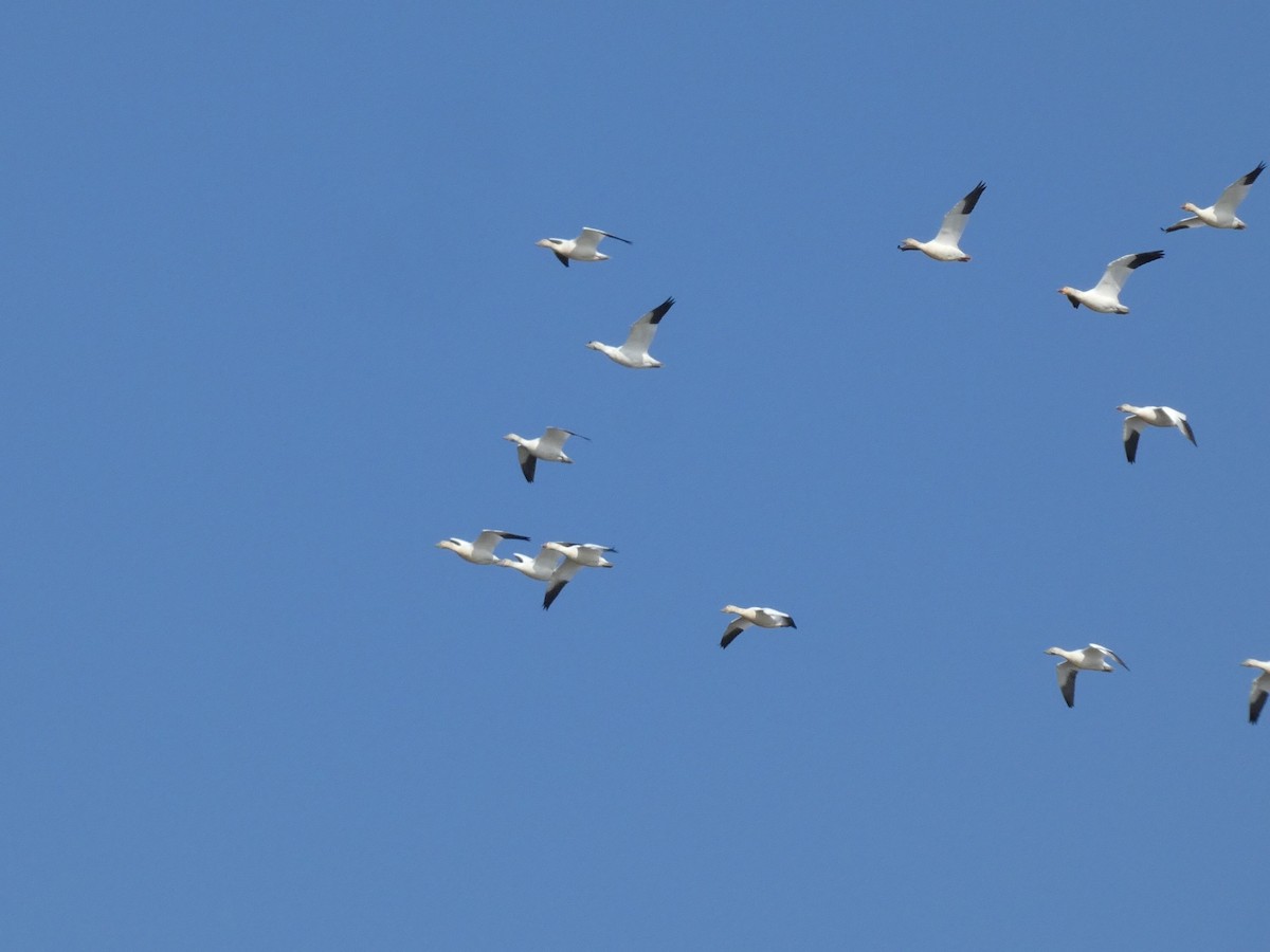 husa sněžní - ML644679598