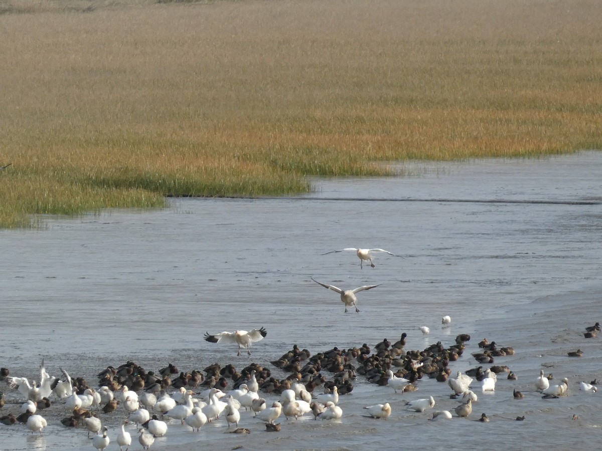 husa sněžní - ML644679599