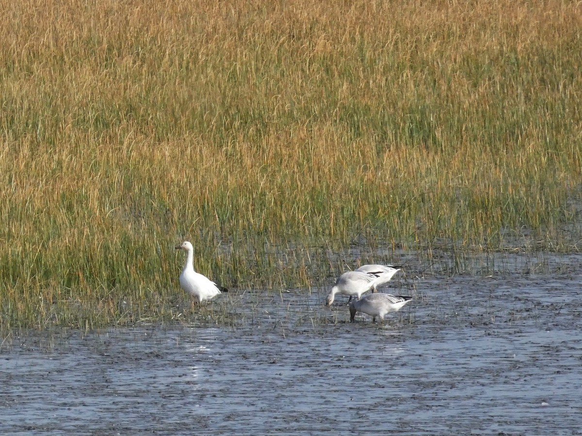 husa sněžní - ML644679600