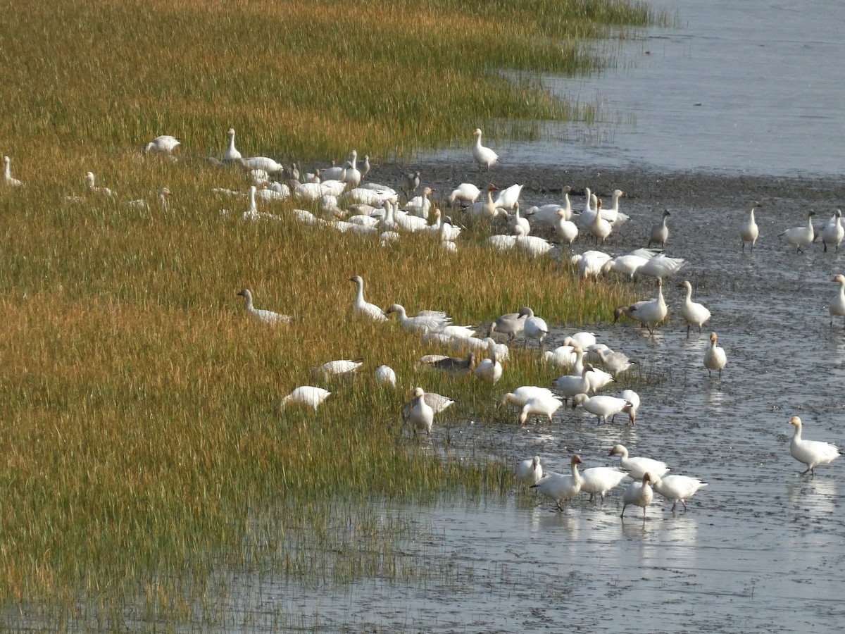 husa sněžní - ML644679601