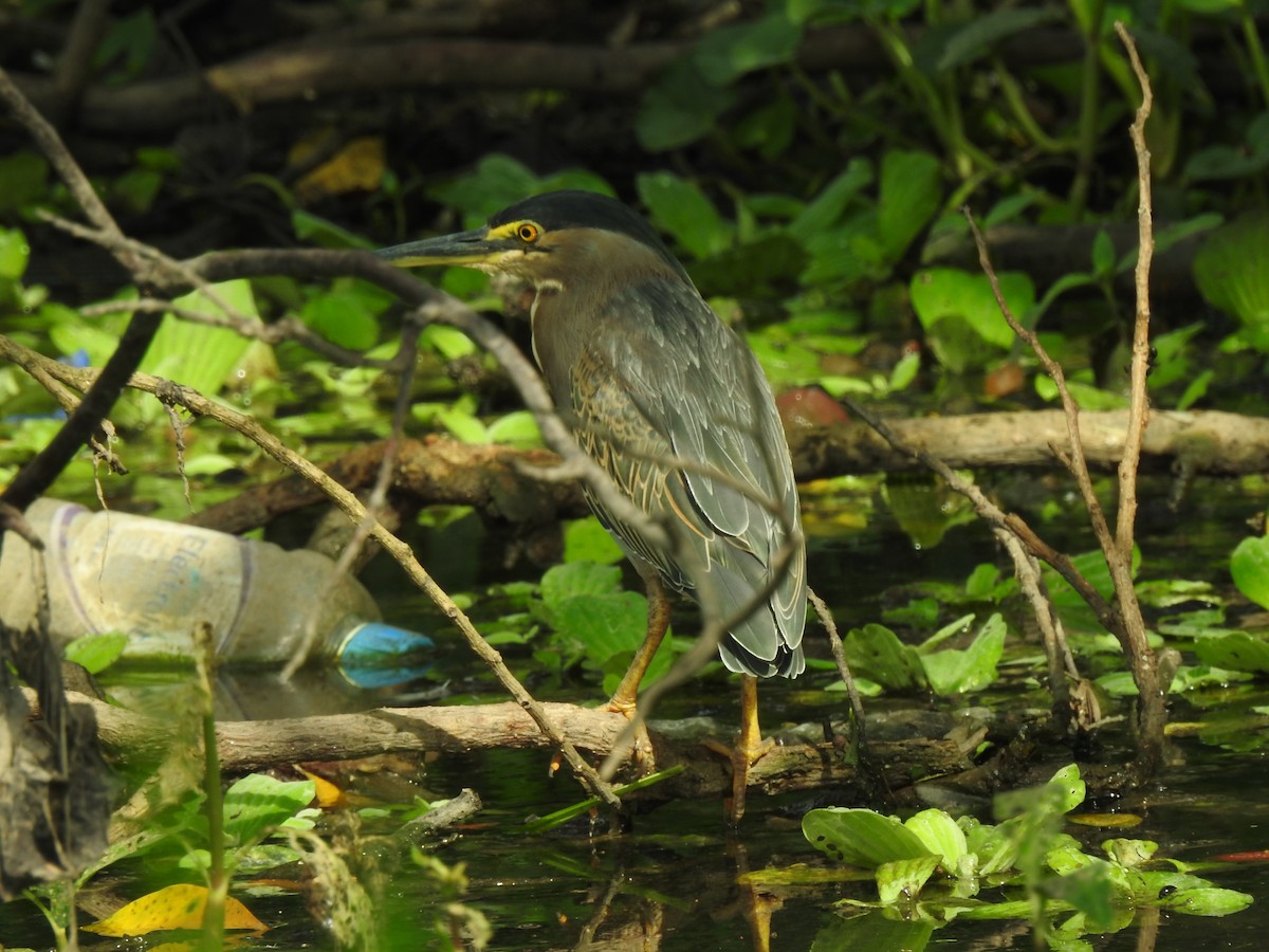 Héron strié - ML644679603