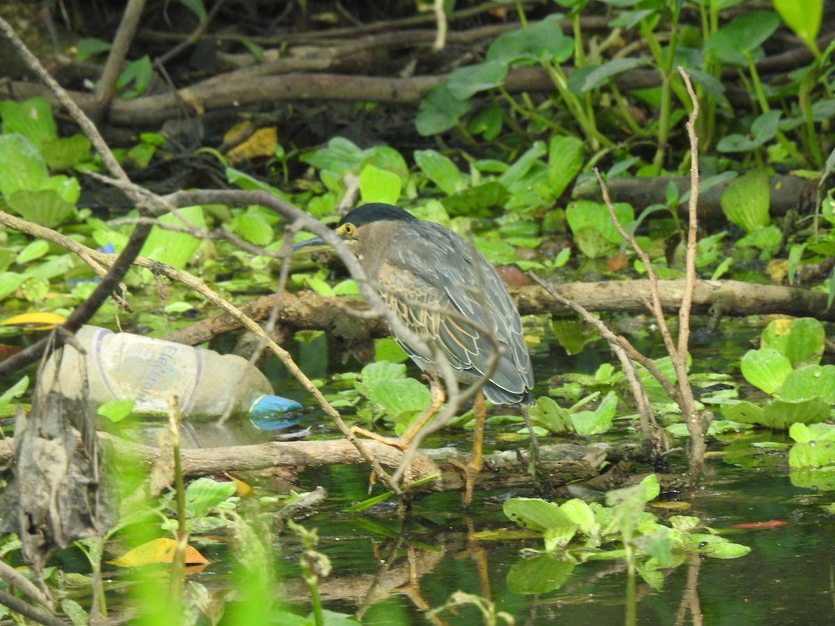 Héron strié - ML644679604