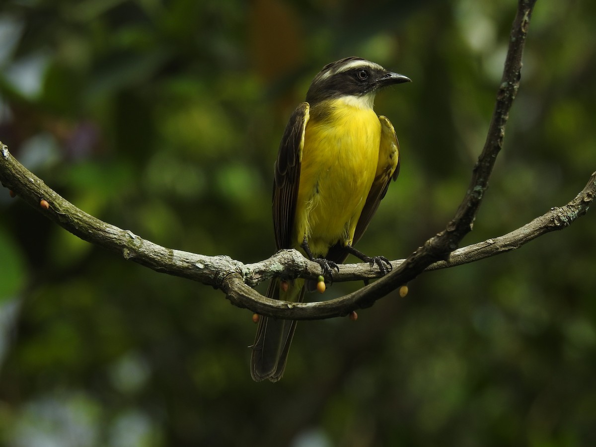 Rotscheitel-Maskentyrann - ML644679608