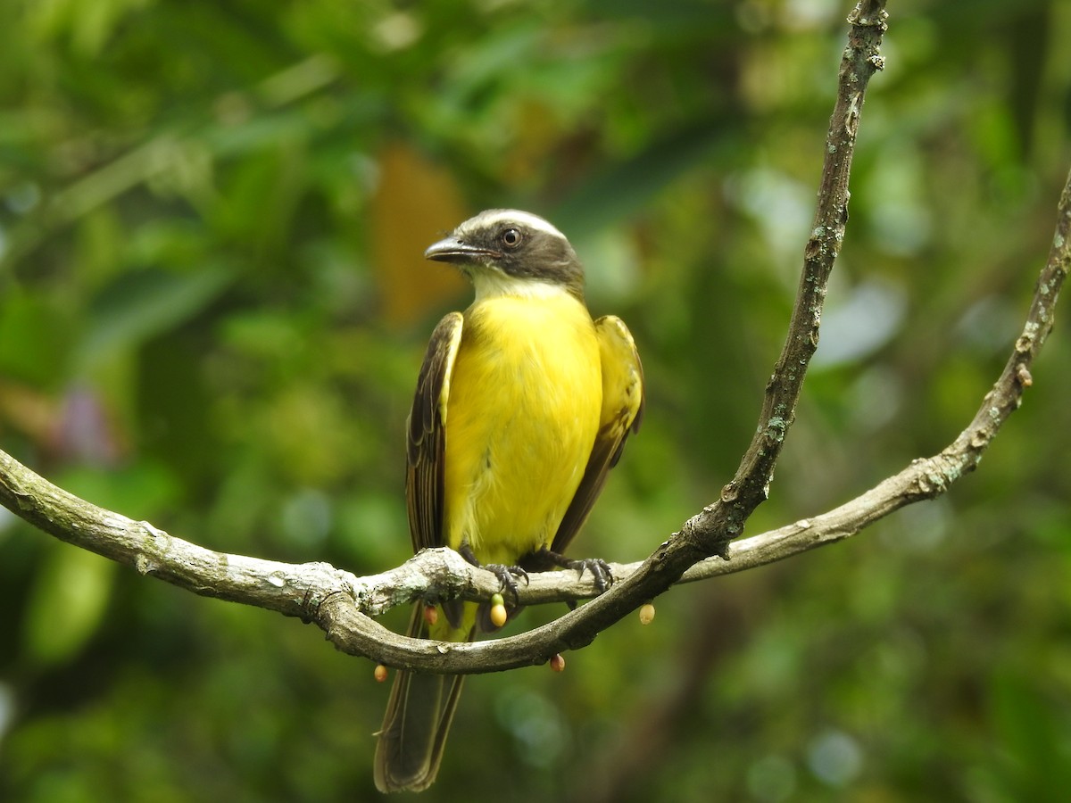 Rotscheitel-Maskentyrann - ML644679609