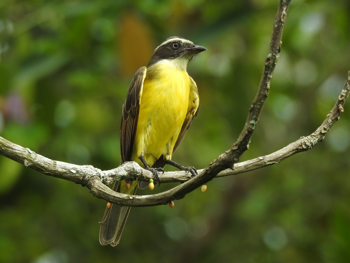 Rotscheitel-Maskentyrann - ML644679610