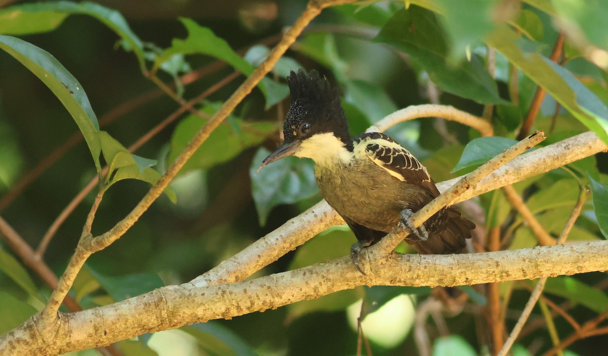 Pic canente - ML644679613