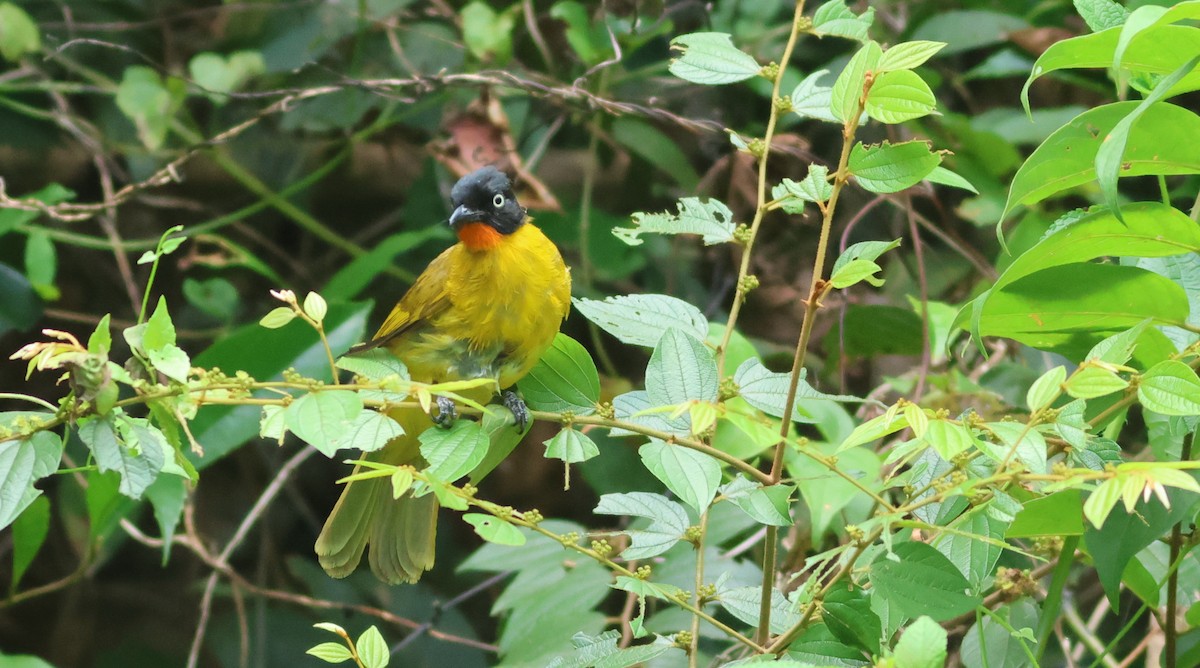 Bulbul à gorge rubis - ML644679619