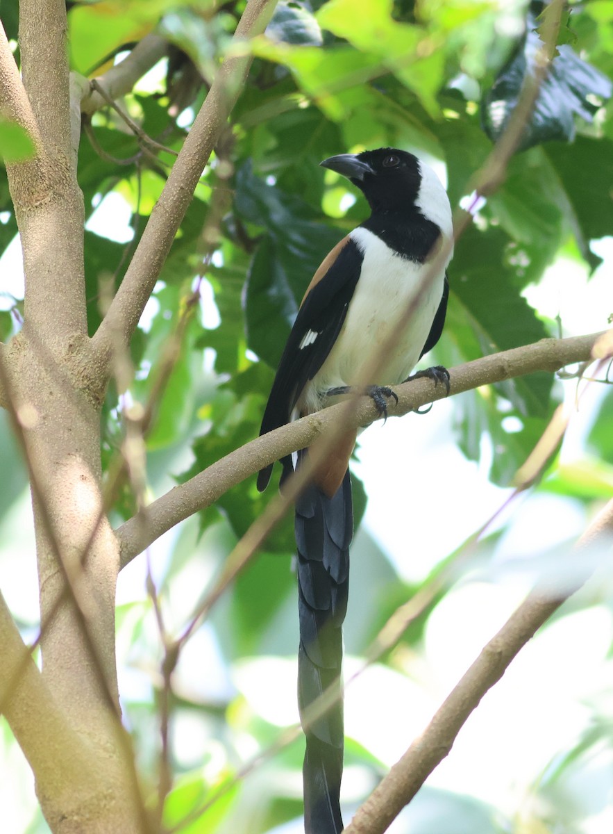 Témia à ventre blanc - ML644679622