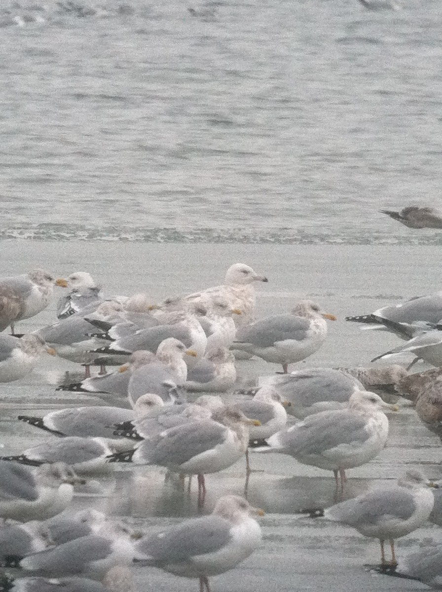 Glaucous Gull - ML644679624
