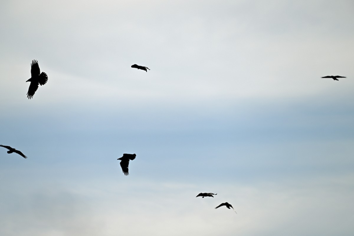 Common Raven - ML644679627