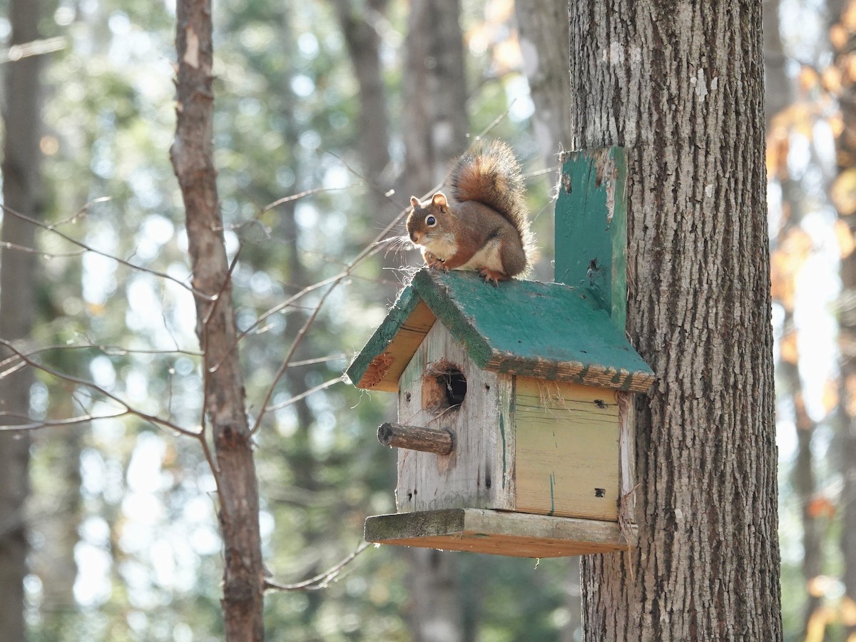 American Red Squirrel - ML644679637