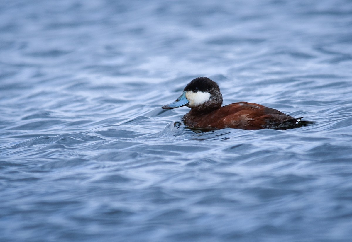 Савка американська - ML644679638