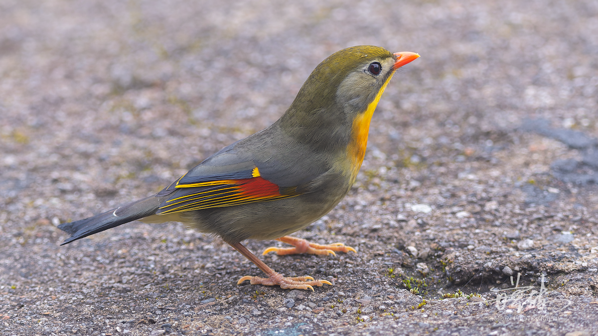 Leiótrix Piquirrojo - ML644679639