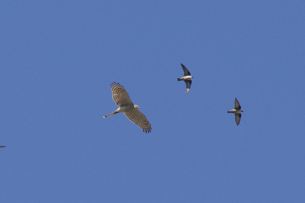 Hirondelle de rochers - ML644679642