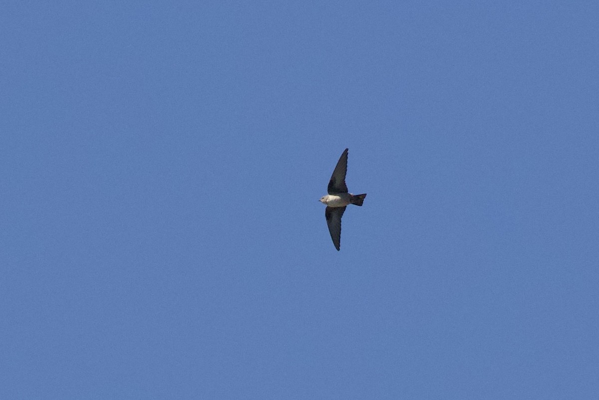 Hirondelle de rochers - ML644679643