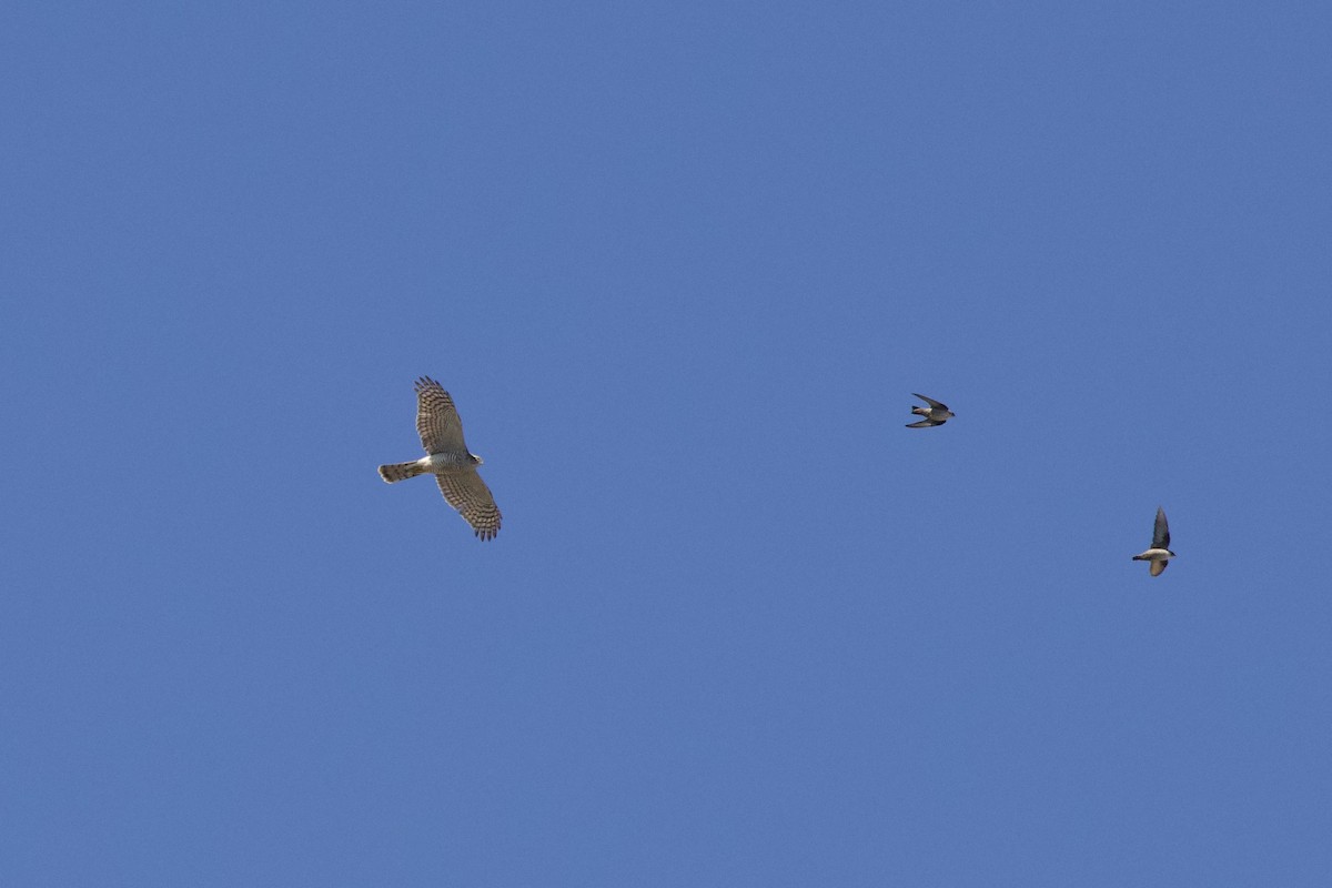 Hirondelle de rochers - ML644679644