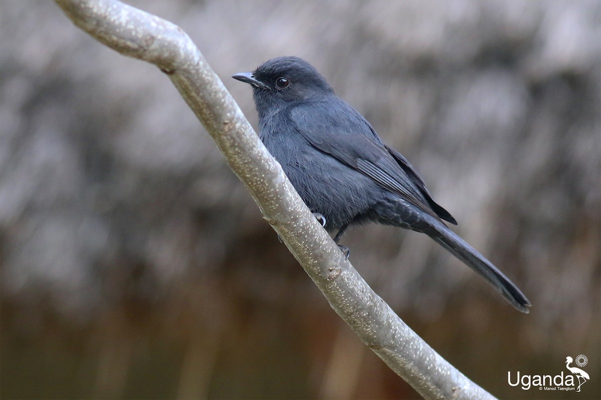 Northern Black-Flycatcher - ML644679645