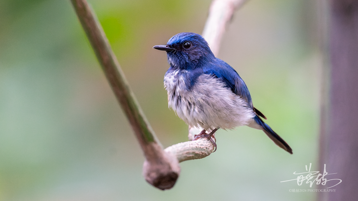 Хайнаньская нильтава - ML644679646