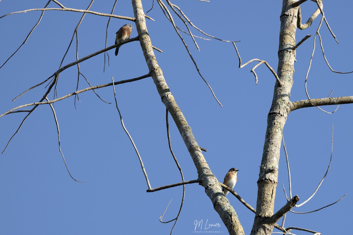 Eastern Bluebird - ML644679647