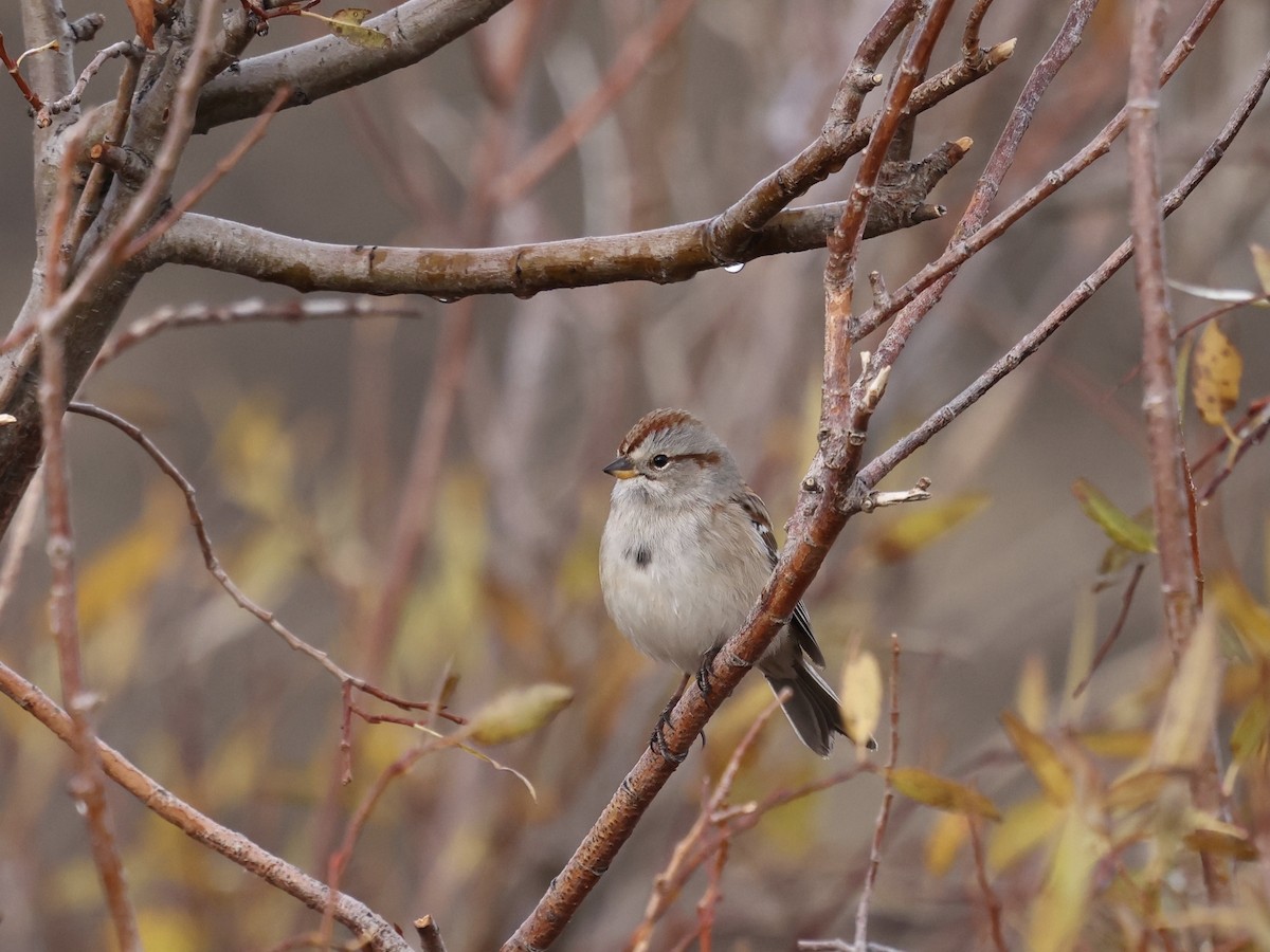 American Tree Sparrow - ML644679655