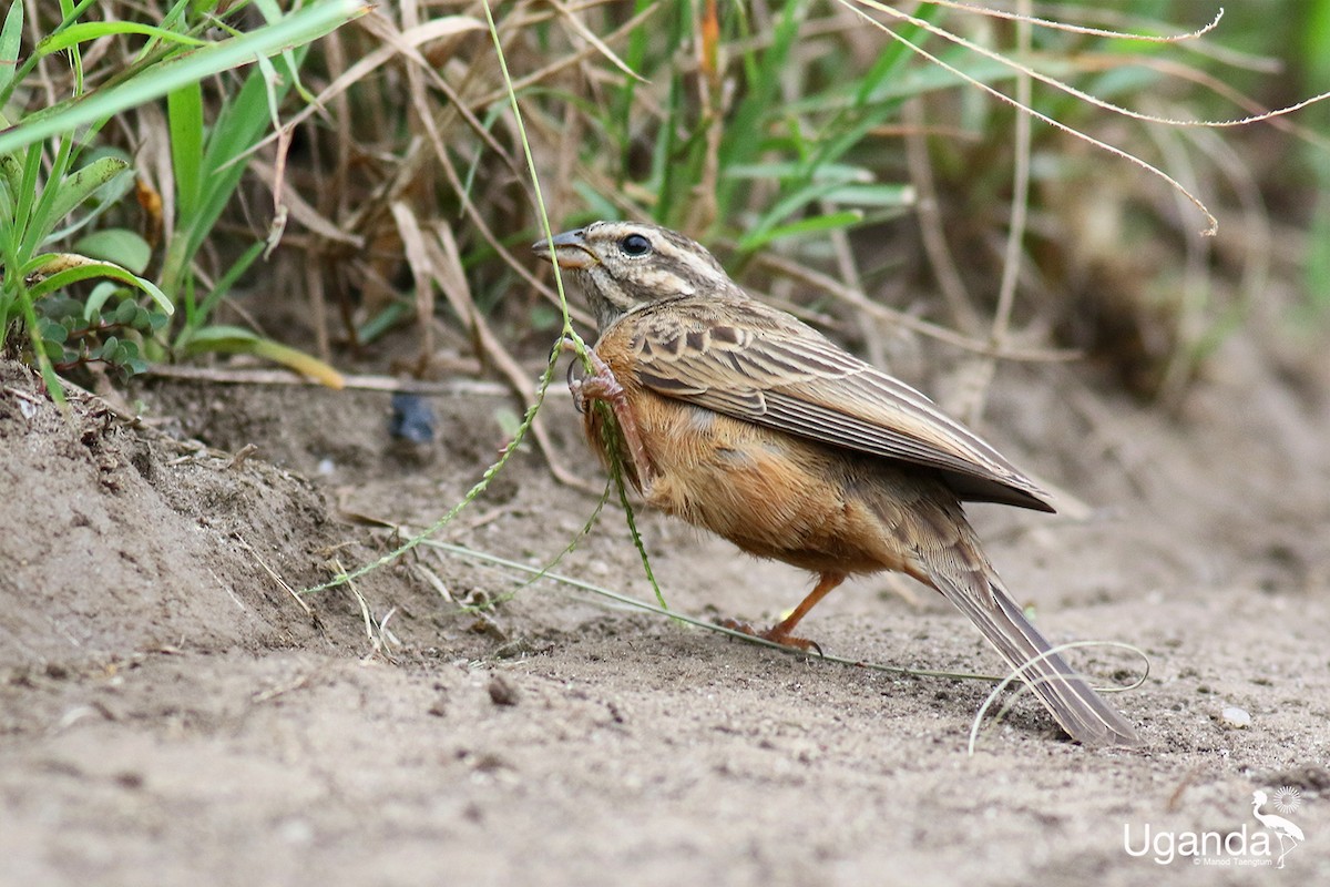 Cinnamon-breasted Bunting - ML644679656