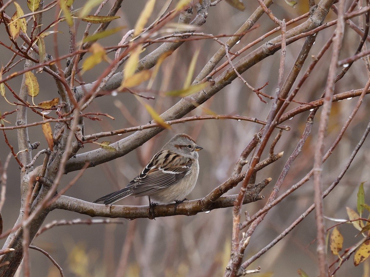 American Tree Sparrow - ML644679657