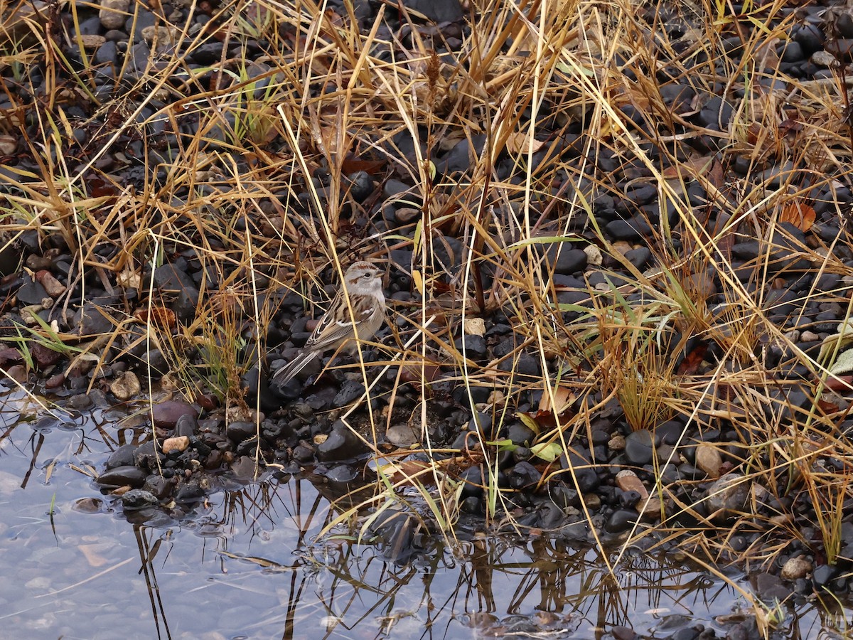 American Tree Sparrow - ML644679658