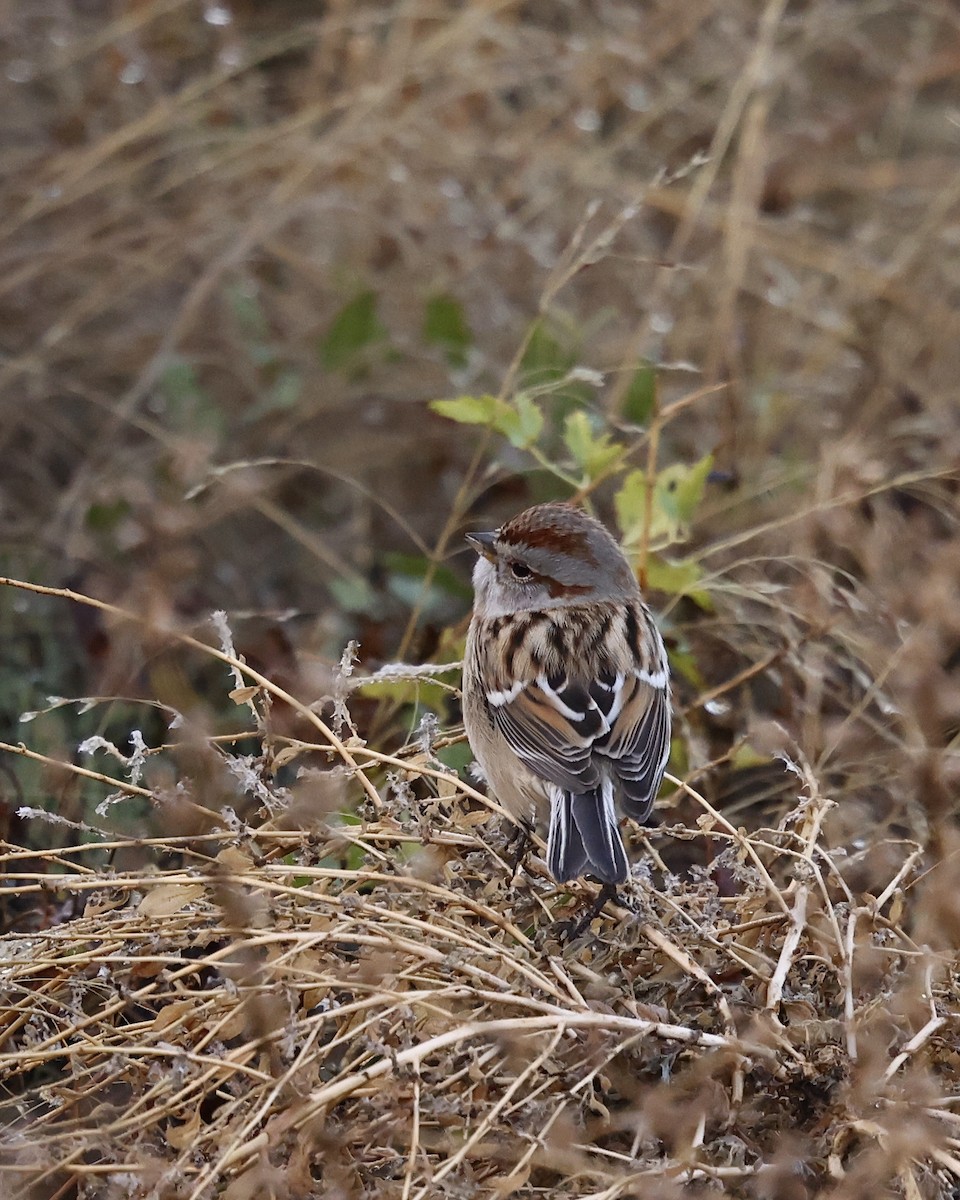 American Tree Sparrow - ML644679659