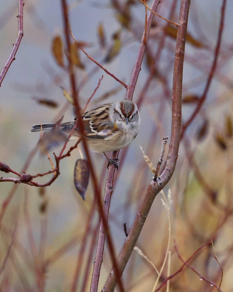 American Tree Sparrow - ML644679660