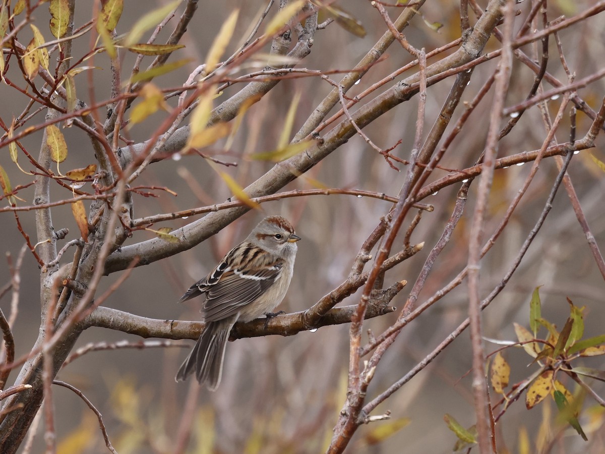 American Tree Sparrow - ML644679661