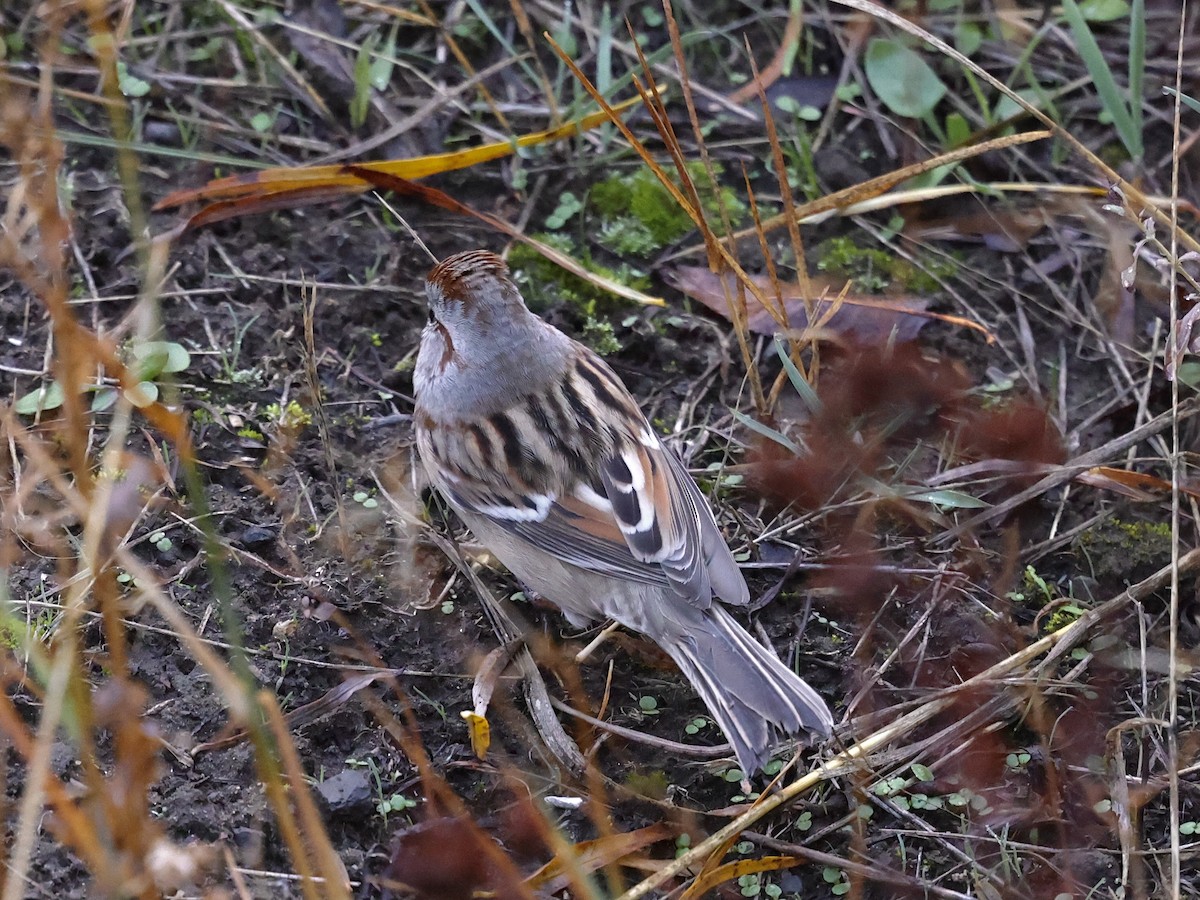 American Tree Sparrow - ML644679662